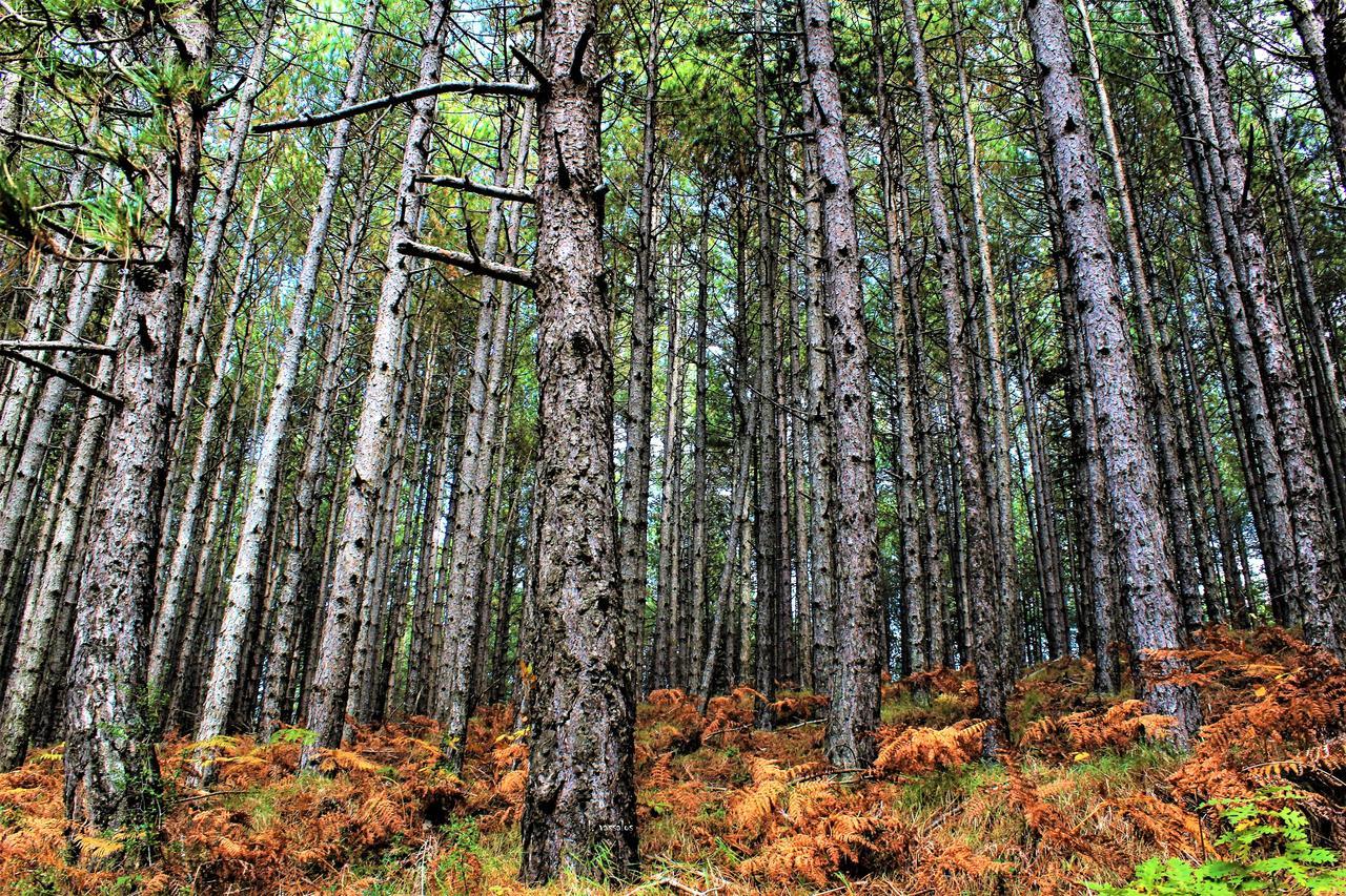 Foresta In Medias Mores Hotel Trípoli Kültér fotó